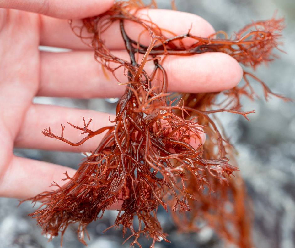 astaxanthin-sonnenschutz-rote-alge astaxanthin-sonnenschutz-rote-alge