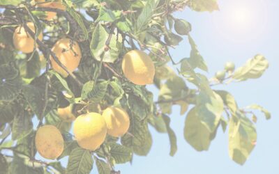Die Zitronen neu entdecken: Wie doTERRA Lemon Öl dein Leben bereichern kann